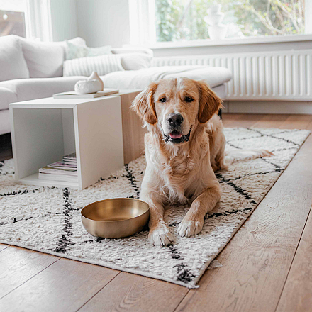 District 70 Voer- en Drinkbak Royal Gold