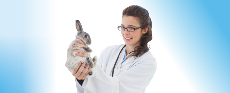 Gezondheid konijn en knaagdier